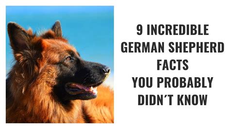 9 Incredible Facts On German Shepherds You Probably Didn ´t Know Youtube