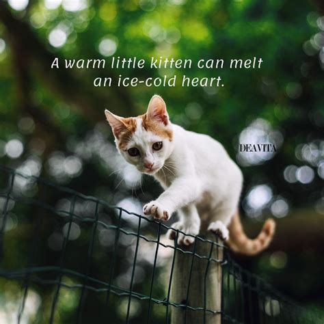 Cute Kitten Pictures With Sayings 50 Funny Cat Quotes For Fans Of