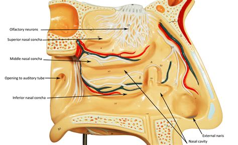 The center of the frontonasal suture is created through the combination of. Head and Neck - HUMAN ANATOMY WEB SITE