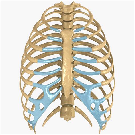 True ribs (proper ribs) are directly connected to the sternum through their cartilages. human rib cage 3d model