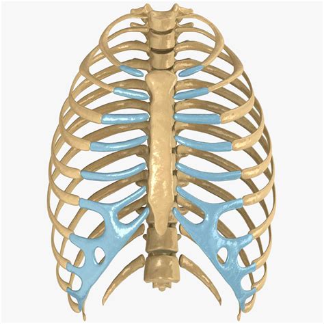 Human rib cage anatomy 3d model. human rib cage 3d model