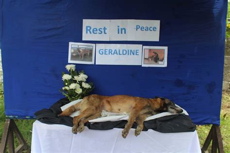Look Hero Police Dog Given Burial Honors Abs Cbn News