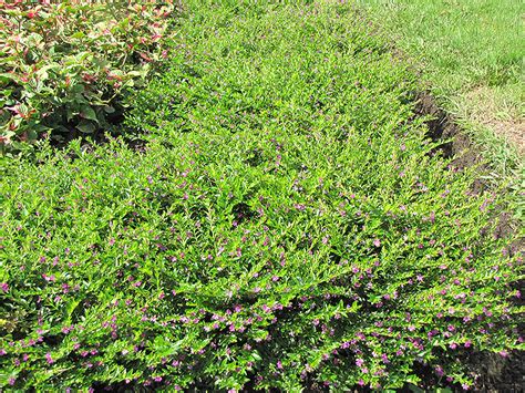 Mexican Heather Cuphea Hyssopifolia In Ringoes Flemington New Hope