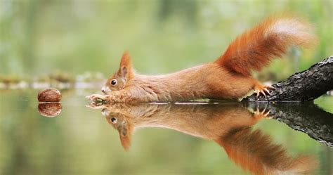 The Funniest Wildlife Photos By Award Winning Austrian Photographer