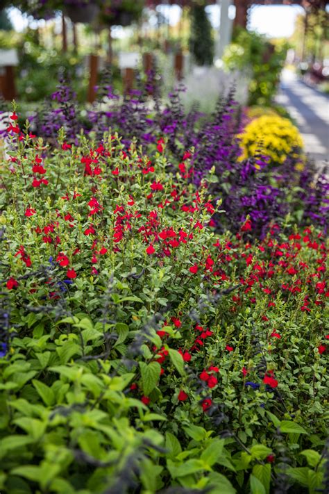 We would like to show you a description here but the site won't allow us. Pin on Fall Planting