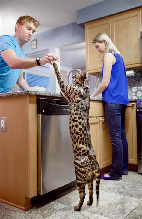 worlds tallest cat 2017