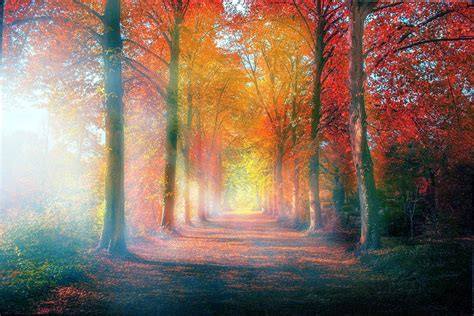 Misty Autumn Forest Wallpapers Wallpaper Cave