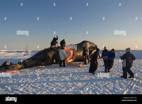 Inupiaq Subsistence Whalers Process A Bowhead Whale Catch Stock Photo