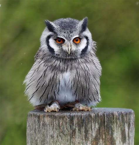 Northern White Faced Owl Photograph By James Kenning Pixels