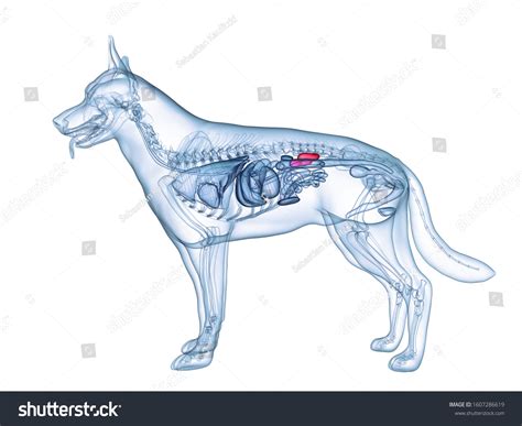 Dog Kidney 677 Images Photos Et Images Vectorielles De Stock