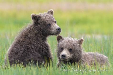 Grizzly Bear Cubs Rest In Meadow Shetzers Photography
