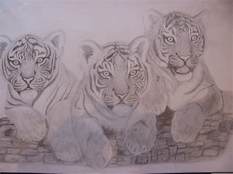 Tiger Cubs By Mooshallshell On Deviantart