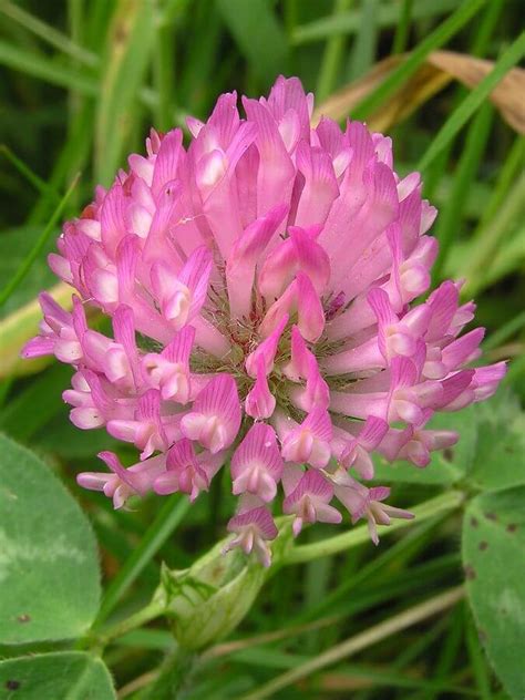 Red Clover A Powerful Herb With Great Healing Powers Eat The Planet