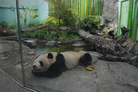 Panda Passage Giant Panda Indoor Exhibit 2 Zoochat
