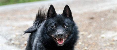 Schipperke Dog Breed Complete Guide A Z Animals