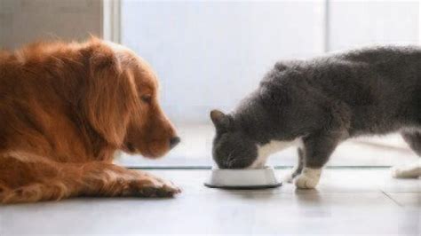 What foods can i feed my cat in a pinch? Can Dogs Eat Cat Food? | Healthy Paws Pet Insurance