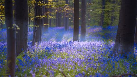 This Magical Forest In Belgium Is Covered In Blue Flowers In Spring
