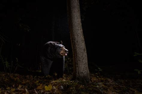 Backlit Black Bear Sean Crane Photography