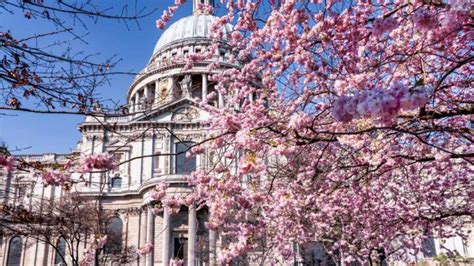 Where To Find Cherry Blossoms In London — London X London