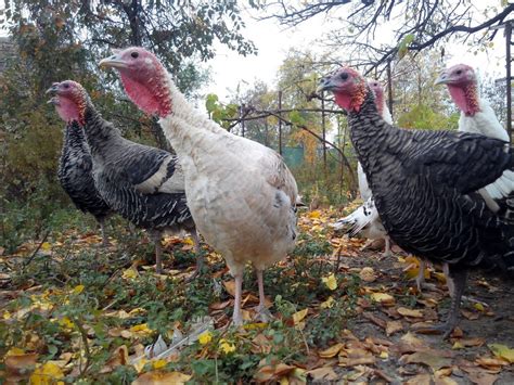 Raising Meat Turkeys In Small Or Backyard Flocks Small And Backyard Poultry