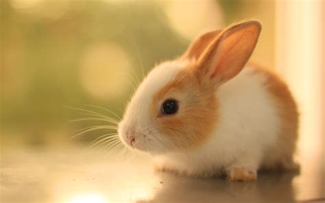 배경화면용 귀여운 토끼 사진들 네이버 블로그