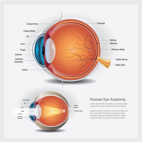 Human Eye Anatomy And Normal Lens Vector Illustration 540019 Vector Art