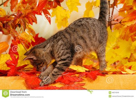 Cat Playing In Autumn Leaves Stock Photo Image Of Play
