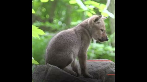 Endangered American Red Wolves Are On The Brink Of Extinction Youtube