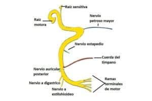 Nervio Facial Anatomia Origen Funciones Y Lesiones Del Vii Par Craneal