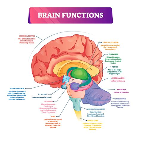 Brain Functions Vector Illustration Labeled Explanation Organ Parts
