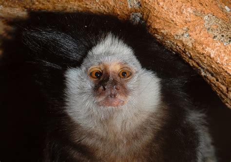 White Headed Marmoset Callithrix Geoffroyi They Are Clea Flickr