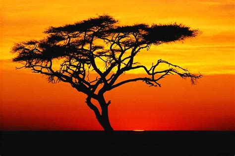 Africa Sunset African Tree Sunset Nature