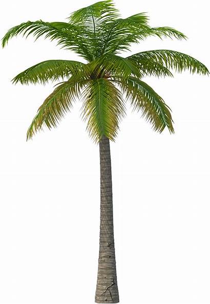 Palm Tree Pohon Arecaceae Transparent Gambar