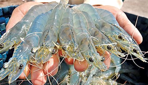 New Age Bttc Seeks Commercial Production Approval For Vannamei Shrimps
