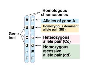 The genetic traits have either dominant or recessive in expression. YR 11 Topic 4: Genes and Inheritance - AMAZING WORLD OF ...