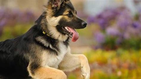 Five Facts About German Shepherd Dogs Newsbytes