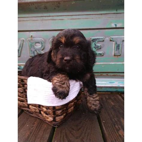 Bernedoodles are not bred for dog shows. 6 absolutely adorable mini Bernedoodle puppies in ...