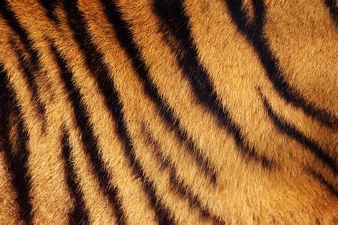 Tiger Stripe Background Stock Photo Download Image Now Istock