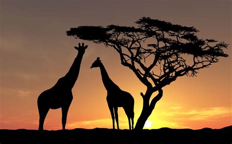 Nature Landscape Animals Trees Sunset Silhouette Africa Giraffes
