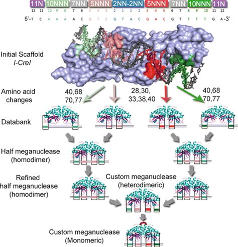 Engineering Meganuclease For Precise Plant Genome Modification