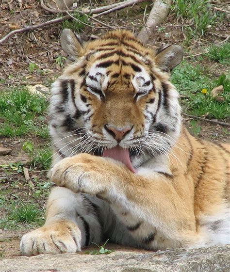 Siberian Tiger Siberian Tiger Grooming Himself At The Loui… Flickr