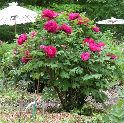 Tree Peony Care And Reference Crickethillgarden
