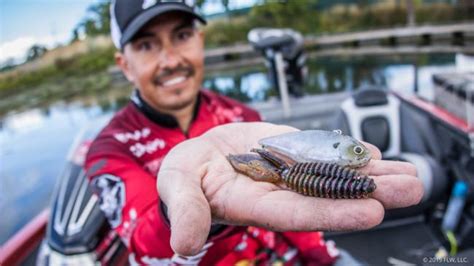 This same rig works well for catfish with a much larger hook, try a size 1 or size 2, and chicken liver, anchovies or mackerel. FLW Fishing: TOYOTA SERIES 2018 Clear Lake