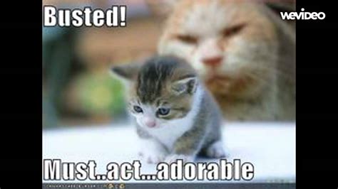 Top 153 Cute Animal Pictures With Captions
