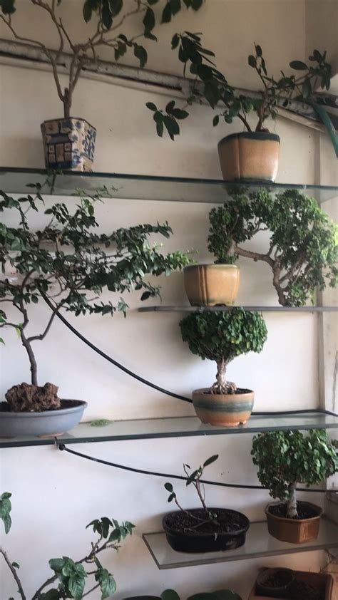 One of the cheap ideas that create a great visual impact is the use of a finisher and a surface coat. How to create an urban oasis in your home | 1000 | Hanging plants indoor, Plant shelves, Plant decor