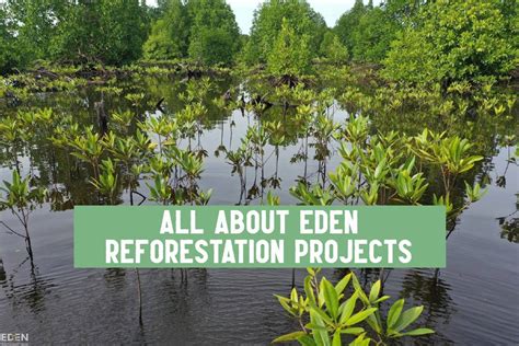 Planting Trees Across The World With Eden Reforestation Projects