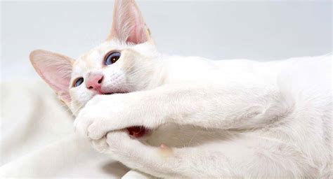 Flame Point Siamese Cats Important Facts And Kitty Stats