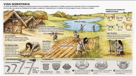 La Revolución Neolítica Domesticación De Animales Y Plantas