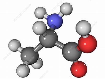 Amino Acid Molecule Alanine Acids Laguna Molecular