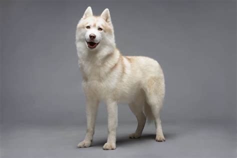 6 Questions About The White Husky Answered Animalso